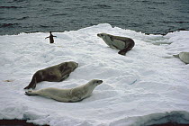 Crabeater Seal (Lobodon carcinophagus) trio resting on ice float, Antarctica