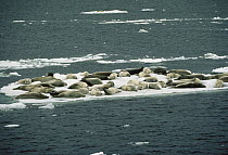 Crabeater Seal (Lobodon carcinophagus) group resting on snow, Antarctica