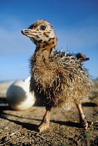 Ostrich (Struthio camelus) chick with unhatched eggs, Serengeti National Park, Tanzania