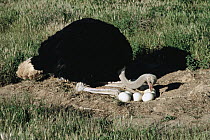 Ostrich (Struthio camelus) male tending eggs in nest, Serengeti National Park, Tanzania