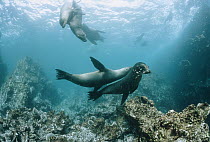 Galapagos Sea Lion (Zalophus wollebaeki) group playing underwater, Galapagos Islands, Ecuador