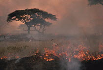 Grass fire with birds feeding on insects that are fleeing, Serengeti, Africa