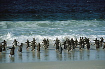 Magellanic Penguin (Spheniscus magellanicus) group running to the ocean, Falkland Islands