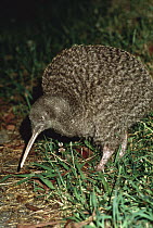 Great Spotted Kiwi (Apteryx haastii) in rainforest habitat, keen sense of smell and nostrils at tip of bill are used to find food, New Zealand