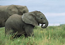 African Elephant (Loxodonta africana) calf, Serengeti National Park, Tanzania