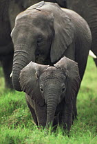 African Elephant (Loxodonta africana) juvenile and calf, Serengeti National Park, Tanzania