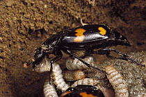 Burying Beetle (Nicrophorus orbicollis) recycles a dead rat by laying eggs near its body then feeding larvae bits of regurgitated carcass, North America