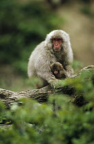 Japanese Macaque (Macaca fuscata) mother and young, Japan