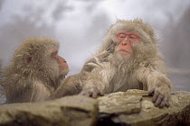 Japanese Macaque (Macaca fuscata) pair grooming in hot spring, Japan