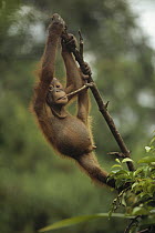 Orangutan (Pongo pygmaeus) young playing in tree, Sepilok Forest Reserve, Sabah, Borneo, Malaysia