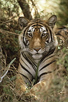 Bengal Tiger (Panthera tigris tigris) portrait, Ranthambore National Park, India