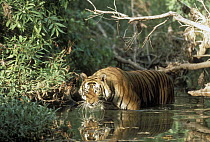 Bengal Tiger (Panthera tigris tigris) drinking in river, India