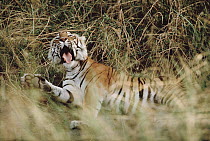 Bengal Tiger (Panthera tigris tigris) yawning, India