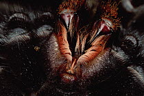 Tarantula (Theraphosidae) underside with retracted fangs can be seen at top of frame, Chile