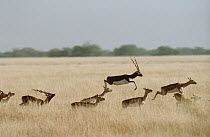 Blackbuck (Antilope cervicapra) herd running and jumping, India