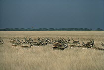 Blackbuck (Antilope cervicapra) herd walking through grasslands, India