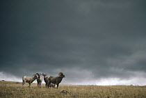Bighorn Sheep (Ovis canadensis) group against stormy sky, Yellowstone National Park, Wyoming