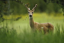 White-tailed Deer (Odocoileus virginianus) grazing in tall grass, North America