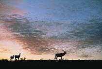 Elk (Cervus elaphus) buck and two does at sunset, Yellowstone National Park, Wyoming