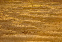 Mule Deer (Odocoileus hemionus) herd camouflaged in autumn grass, North America