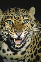 Leopard (Panthera pardus) snarling, Africa