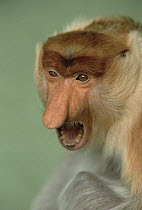 Proboscis Monkey (Nasalis larvatus) calling, Indonesia