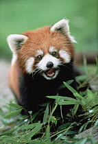 Lesser Panda (Ailurus fulgens) an endangered species, calling, Japan