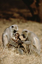 Hanuman Langur (Semnopithecus entellus) family group grooming, India