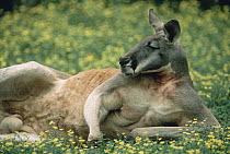 Red Kangaroo (Macropus rufus) resting, Australia