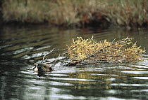 American Beaver (Castor canadensis) swimming with tree branch, North America