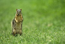 Eastern Fox Squirrel (Sciurus niger) standing on lawn, North America
