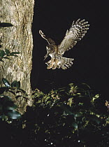 Ural Owl (Strix uralensis) returning to nest with prey, Japan