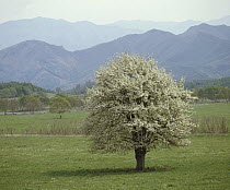Asian Pear (Pyrus pyrifolia) tree blooming in spring, Japan. Sequence 1 of 4