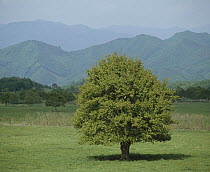 Asian Pear (Pyrus pyrifolia) tree with leaves in summer, Japan. Sequence 3 of 4