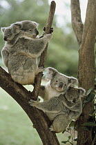 Koala (Phascolarctos cinereus) mothers and babies in tree, Australia