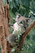 Koala (Phascolarctos cinereus) feeding on Eucalyptus, Australia