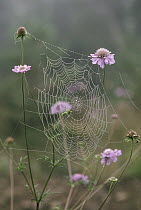 Spider web at dawn built on pink flowers, Nagano, Japan