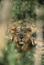 Asiatic Lion (Panthera leo persica) portrait, India
