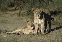 Asiatic Lion (Panthera leo persica) females, India