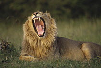 African Lion (Panthera leo) male roaring, Kenya