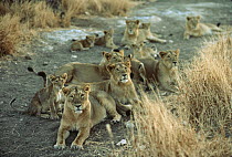 Asiatic Lion (Panthera leo persica) group resting, India
