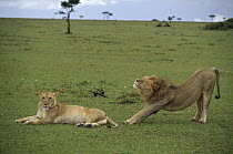 African Lion (Panthera leo) male and female, Kenya