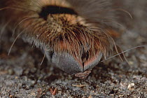 Feather Leg Baboon Tarantula (Stromatopelma griseipes) tarsal pad with visible claws, Ivory Coast, Gulf of Guinea, West Africa