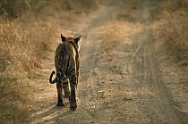 Bengal Tiger (Panthera tigris tigris) walking on dirt road, India