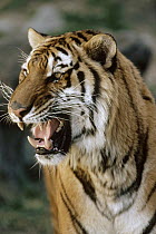 Bengal Tiger (Panthera tigris tigris) growling, Ranthambore National Park, India