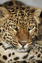 Leopard (Panthera pardus) portrait, Masai Mara National Reserve, Kenya