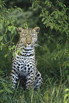 Leopard (Panthera pardus) portrait, Masai Mara, Kenya