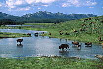 American Bison (Bison bison) herd drinking from lake, Yellowstone National Park, Wyoming