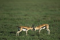 Thomson's Gazelle (Eudorcas thomsonii) males fighting, Masai Mara National Reserve, Kenya