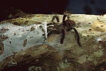 Tarantula (Theraphosidae) entering nest, Peru